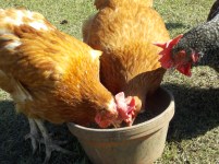 cluckers.JPG