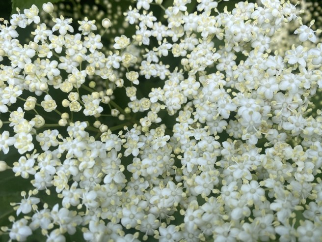 Elder flowers