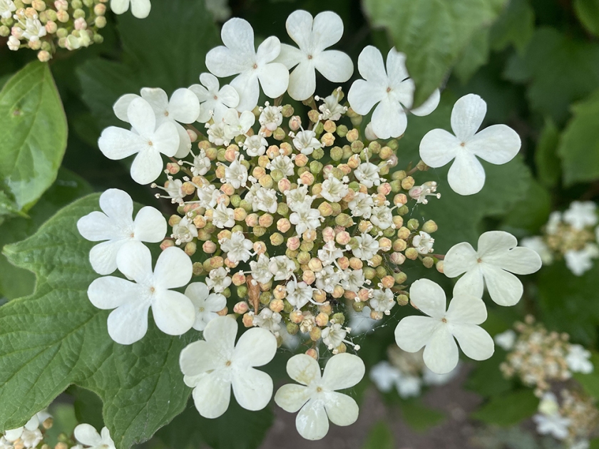 Guelder rose flowers